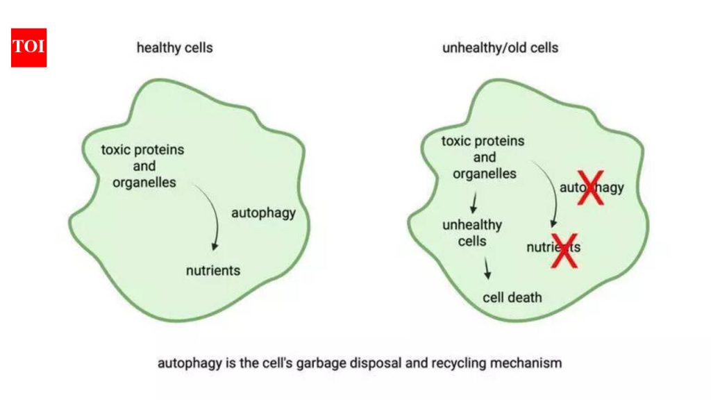 वृद्धत्व स्टेम सेल्समध्ये नसून आधार पेशींमध्ये सुरू होऊ शकते, पुण्यातील आघारकर संशोधन संस्थेच्या शास्त्रज्ञांनी शोधून काढला
