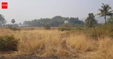 सोलापुरात आयटी पार्क विकसित करण्यासाठी एमआयडीसीला जमीन मिळणार : पालकमंत्री गोरे