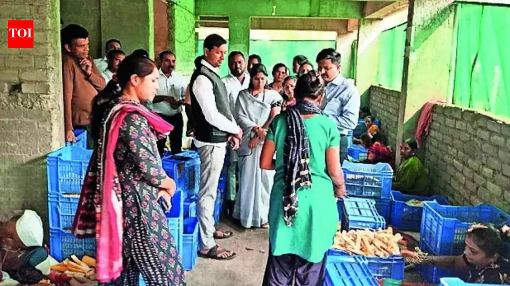 पुण्यातील पेरणे येथे महिलेचा स्वीट कॉर्नचा उपक्रम, ४५ जणांना रोजगार; स्वत: ची किंमत वाढवते