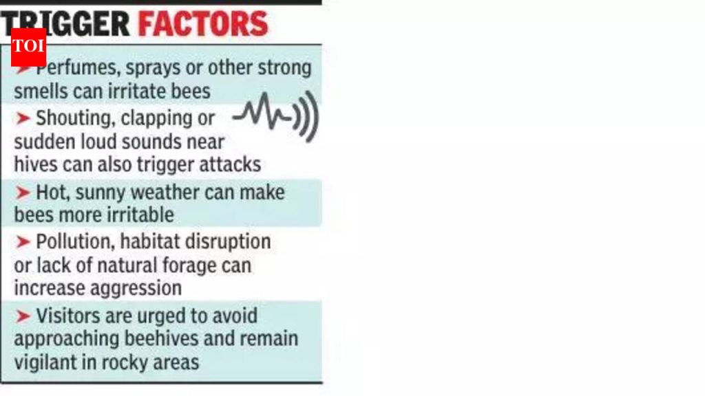 शिवजयंती सोहळ्यात शिवनेरी किल्ल्यावर मधमाशांच्या झुंडीच्या हल्ल्यात चार जण जखमी