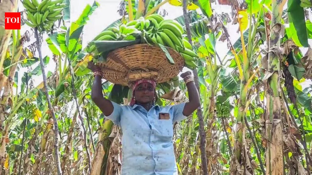 IMD ने पावसाचा अंदाज जारी केला आहे, शेतकऱ्यांसाठी इशारा