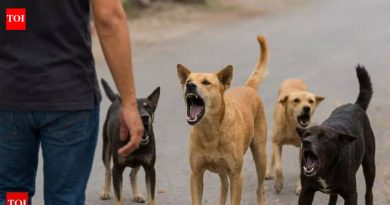 पुण्यातील चाकण येथे कामावरून परतणाऱ्या महिलेचा 6 भटक्या कुत्र्यांनी चावा घेतला