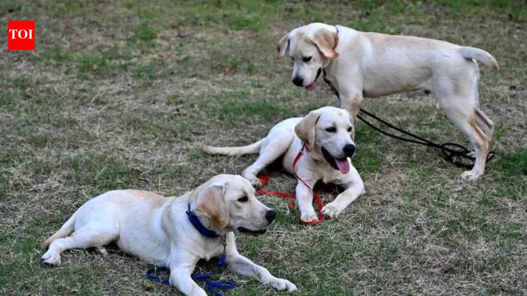 राष्ट्रीय पोलीस श्वान प्रशिक्षण केंद्रावर अज्ञात व्यक्तीने अतिक्रमण करण्याचा प्रयत्न केला