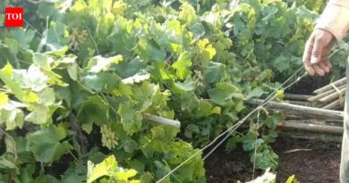 नाशिक जिल्ह्यातील २४८ हेक्टरवरील पिकांचे पावसाने नुकसान केले आहे