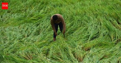 अवकाळी पावसामुळे फळे, गहू, हिरवे चणे 1,400 हेक्टरवरील नुकसानः राज्य कृषी विभाग