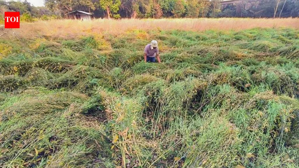 अवकाळी पावसामुळे राज्यातील ६४,००० हेक्टरवरील रब्बी पिकांचे आणि फळांचे नुकसान; अहिल्यानगर आणि जळगावला सर्वाधिक फटका बसला