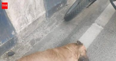 म्हात्रे पुलाजवळ पाच जणांना कुत्रा चावल्यानंतर रेबीजची भीती