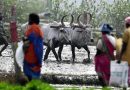 शेतकरी संघटनांची तात्काळ कर्जमाफीची मागणी, राज्याला ३० जूनच्या मुदतीची वाट पाहू नका