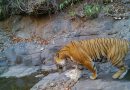 रत्नागिरीतील खाजगी जंगलात रॉयल बंगाल वाघ, छुपा कॅमेरा फिरत आहे