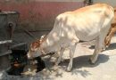 गुठळ्या त्वचेच्या आजाराचा सामना करण्यासाठी महाराष्ट्रात शेळीपॉक्स लस उत्पादनास सुरुवात झाली गुठळ्या त्वचेच्या आजाराचा सामना करण्यासाठी महाराष्ट्रात शेळीपॉक्स लस उत्पादनास सुरुवात झाली