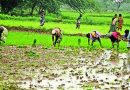 मान्सूनच्या पावसाने पुण्यातील भात रोपवाटिकांना संजीवनी दिली, शेतकऱ्यांनी शेततळे तयार करण्यास सुरुवात केली