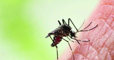 पीएमसी भागात डेंग्यूची वाढ; जुलैच्या पहिल्या तीन आठवड्यात 540 संशयित प्रकरणे | पुणे बातम्या