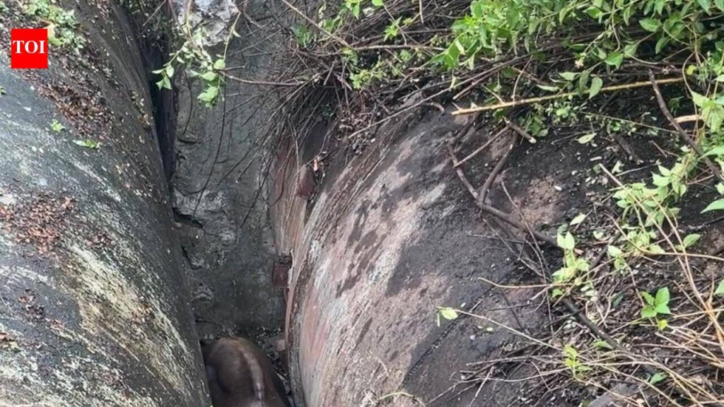 नाल्यांमध्ये अडकलेल्या गौरची वन पथकाने सुटका केली