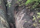 नाल्यांमध्ये अडकलेल्या गौरची वन पथकाने सुटका केली नाल्यांमध्ये अडकलेल्या गौरची वन पथकाने सुटका केली